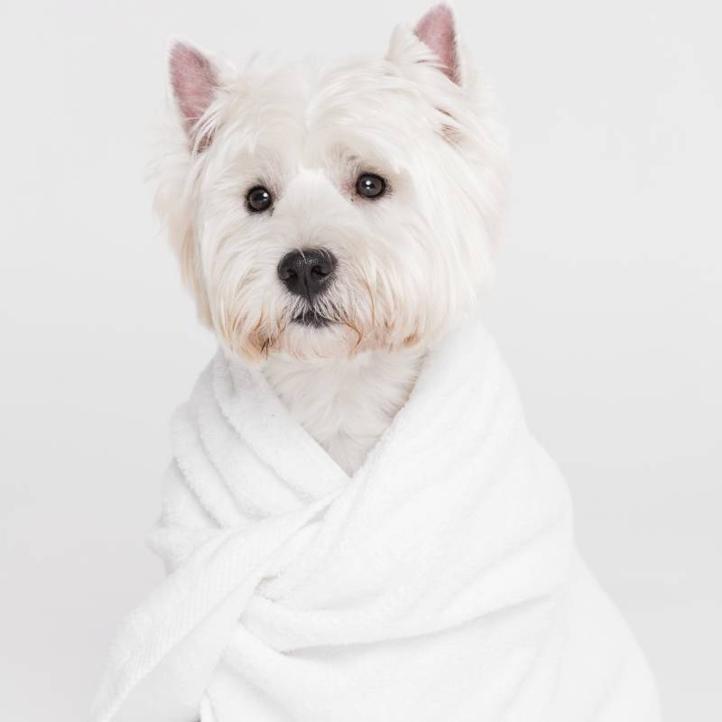 servicio-completo-peluqueria-canina