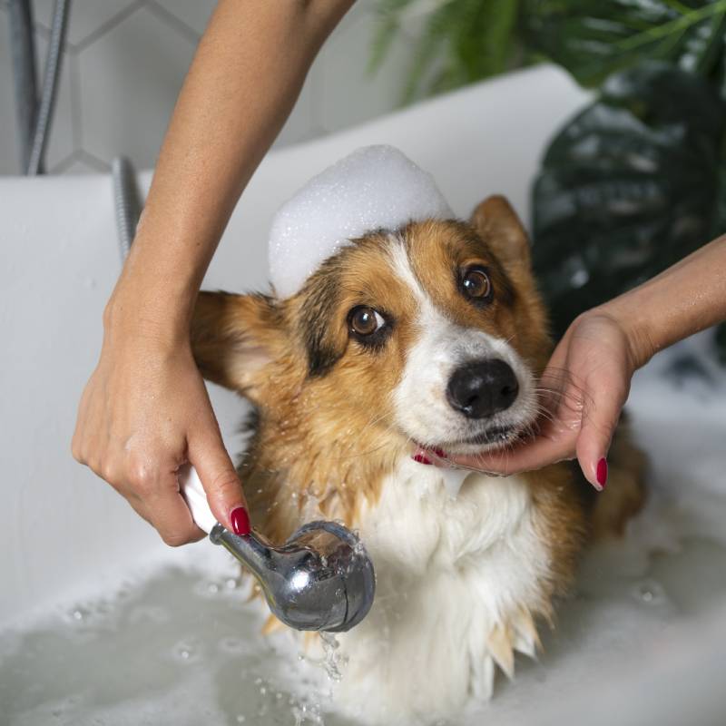 servicio-de-baño