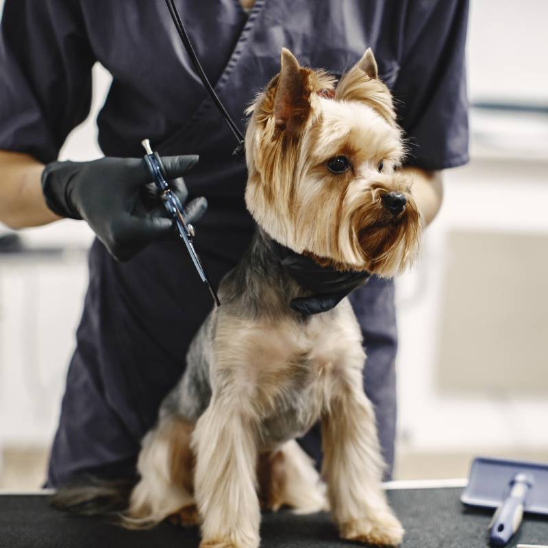 servicio-de-peluqueria-canina