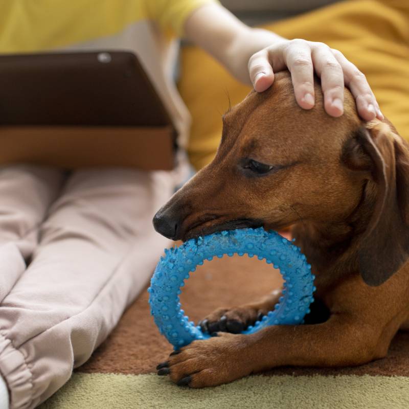servicio-de-psicologia-clinica-y-educativa-canina